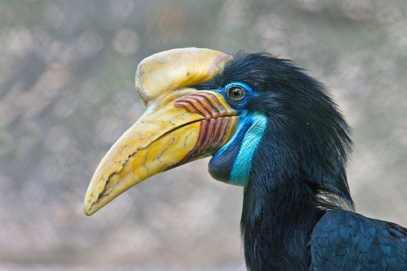 Blueberry, the knobbed hornbill