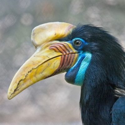 Blueberry, the knobbed hornbill